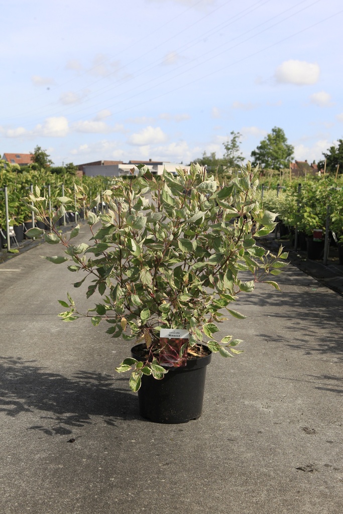 [P] Cornus alba MIRACLE (PBR) cont. 10L 80-100 cm +p