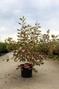 Cornus alba MIRACLE (PBR) cont. 10L 80-100 cm +ф