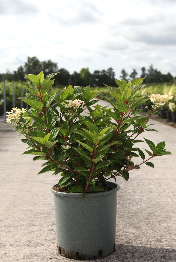 [P] Hydrangea paniculata POLESTAR (OPHELIA) (PBR) cont. 12L 30-40 cm +f