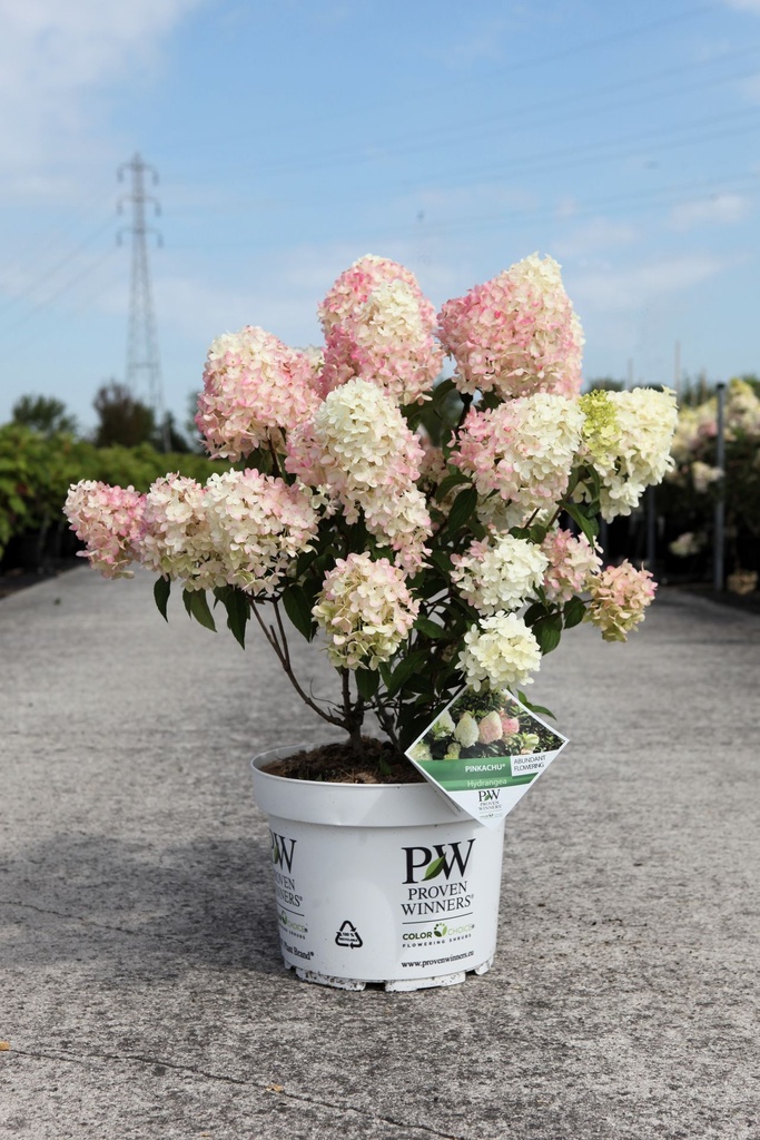 [P] Hydrangea paniculata Proven Winners® PINKACHU (PBR) cont. 10L deco 50-60 cm +B