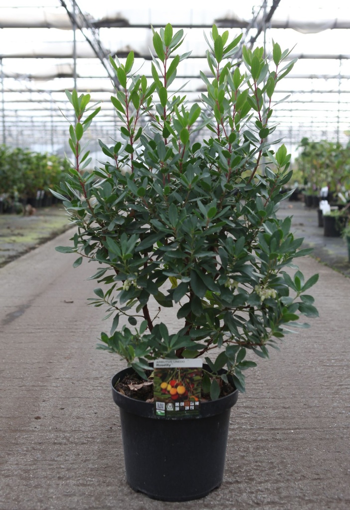 [P] Arbutus unedo ROSELILY (PBR) cont. 10L 60-80 cm +B