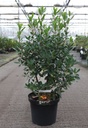 Arbutus unedo ROSELILY (PBR) cont. 10L 60-80 cm +ф