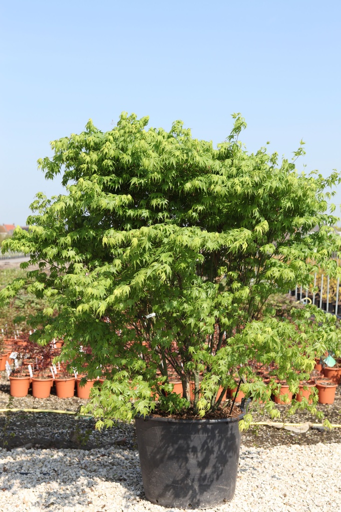 Acer palmatum cont. 130L 250/+ cm