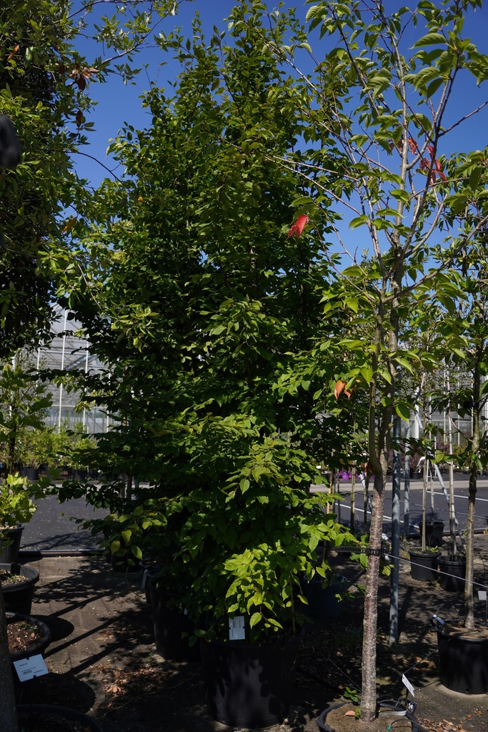 Acer palmatum cont. 130L 250/+ cm