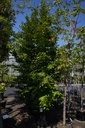 Acer palmatum cont. 130L 250/+ cm