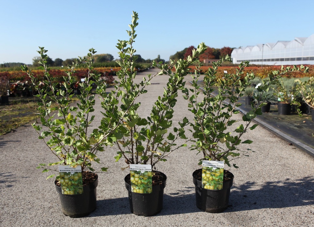 Ribes uva-crispa 'Hinnonmäki Green' cont. 3,6L 40-50 cm +ф