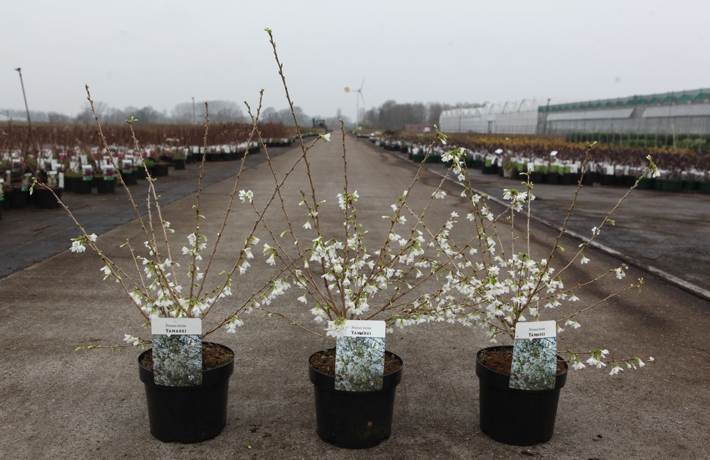 Prunus incisa 'Yamadei' cont. 3,6L 30-40 cm +f