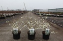 Prunus incisa 'Yamadei' cont. 3,6L 30-40 cm +f
