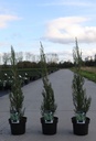 Juniperus scopulorum BLUE IVORY (PBR) cont. 3L 30/+ cm +f