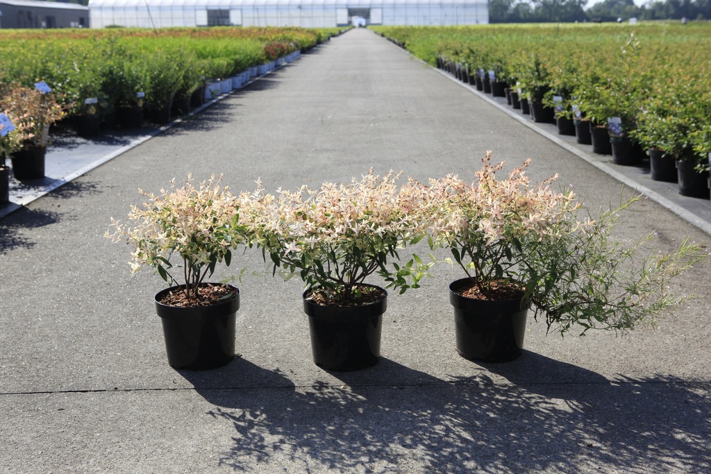 Hypericum First Editions® RADIANCE (PBR) cont. 3,6L deco 30-40 cm +B