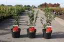 Chaenomeles speciosa RED KIMONO (PBR) cont. 3,6L 40/+ cm +ф