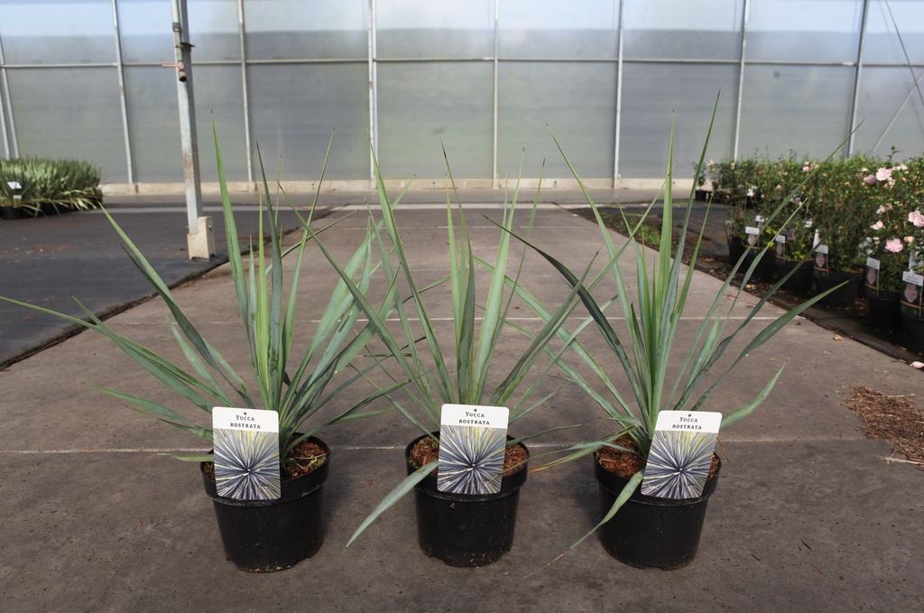 [P] Yucca rostrata cont. 3,6L +p