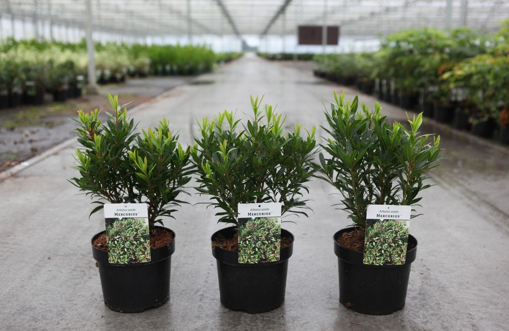 Arbutus unedo MERCURIUS (PBR) cont. 3,6L 30-40 cm +ф