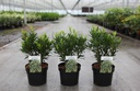 Arbutus unedo MERCURIUS (PBR) cont. 3,6L 30-40 cm +B