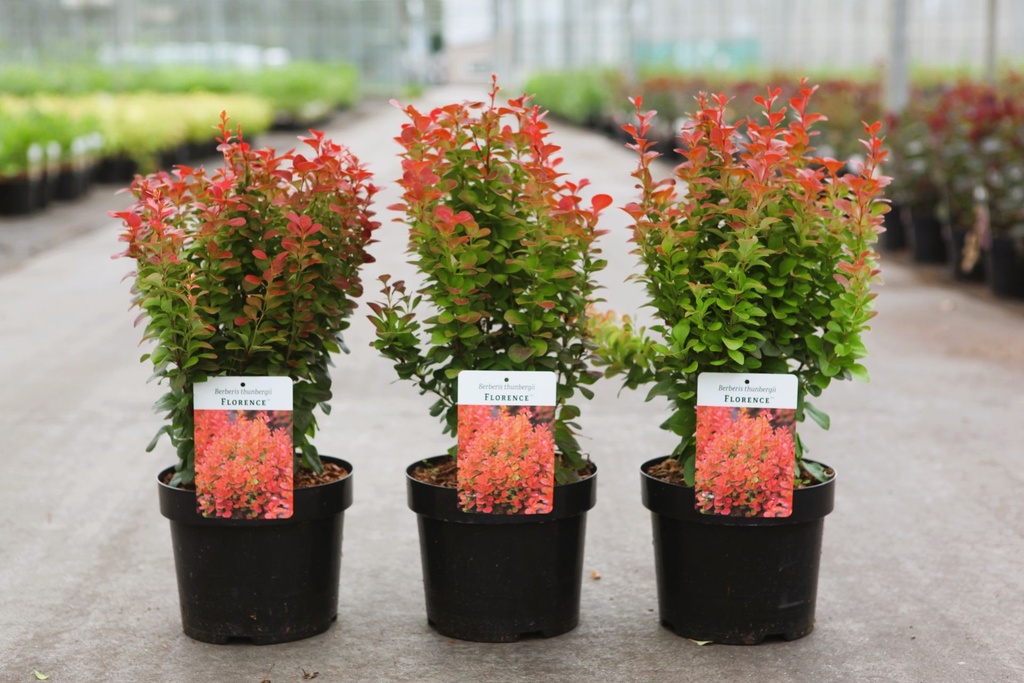 Berberis thunbergii FLORENCE (PBR) cont. 3,6L 30-40 cm +p