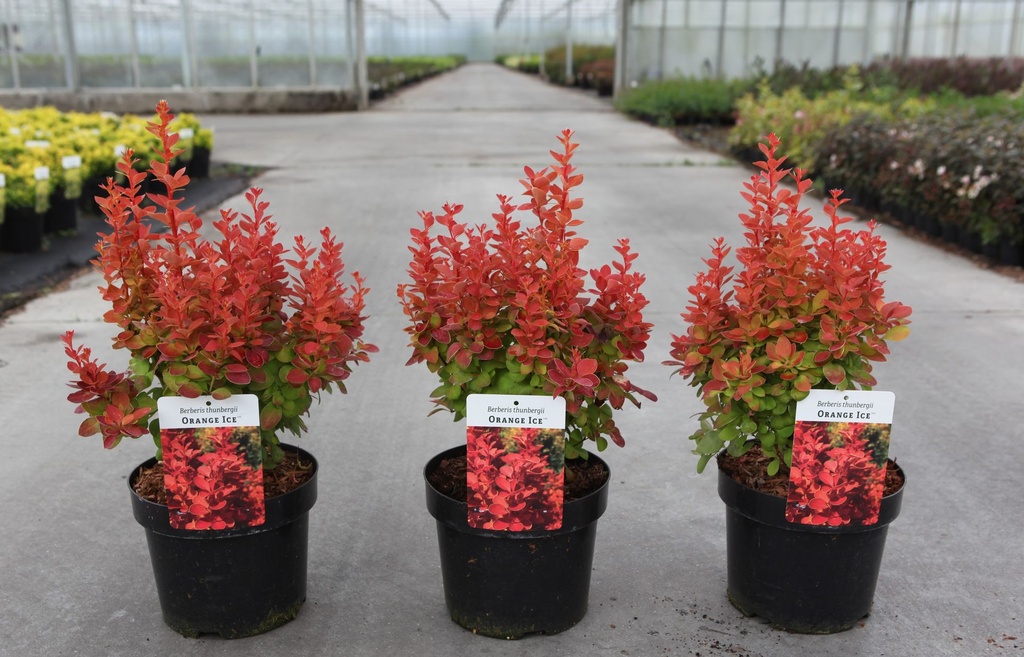 Berberis thunbergii 'Orange Ice' (PBR) cont. 3,6L 30-40 cm +f