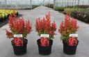 Berberis thunbergii 'Orange Ice' (PBR) cont. 3,6L 30-40 cm +ф