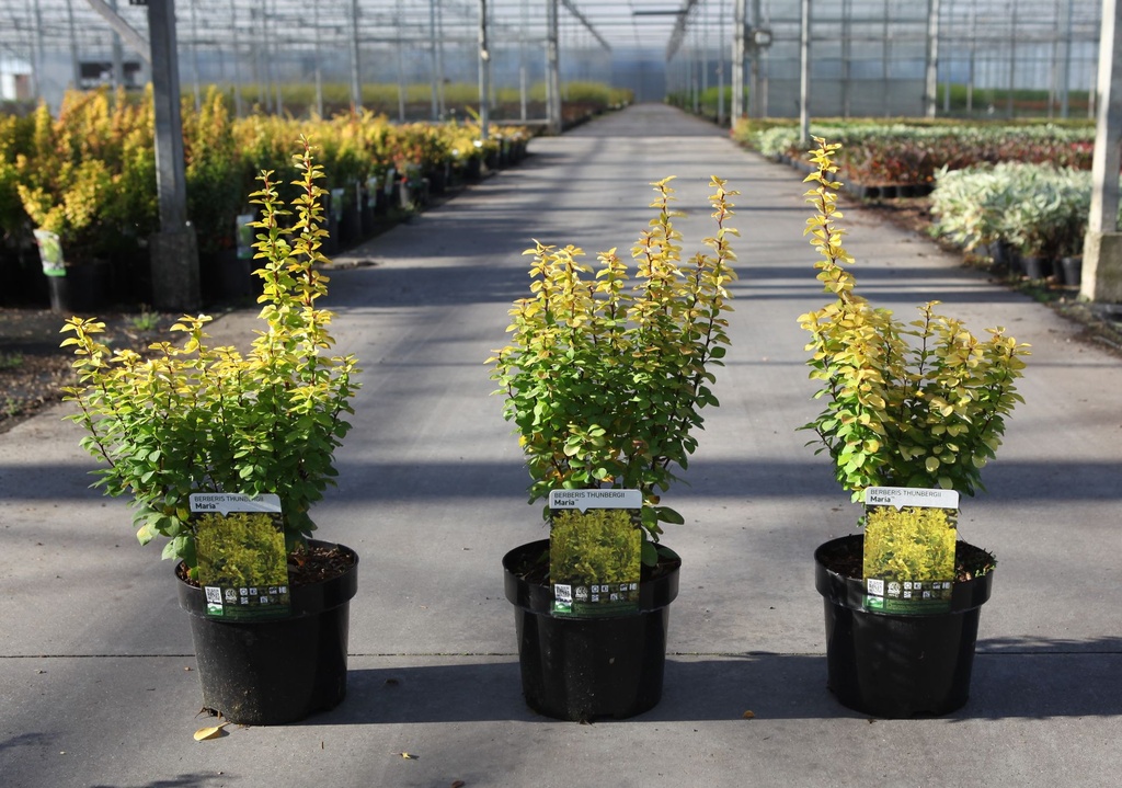 [P] Berberis thunbergii 'Maria' (PBR) cont. 3,6L 40/+ cm +B