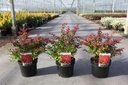 Berberis thunbergii CORAL (PBR) cont. 3,6L 25-30 cm +ф