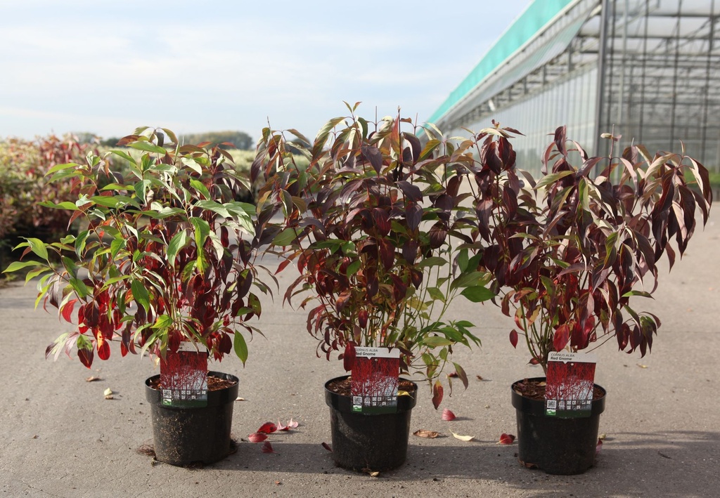 Cornus alba 'Red Gnome' cont. 3,6L 40-50 cm +p