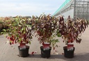 Cornus alba 'Red Gnome' cont. 3,6L 40-50 cm +p