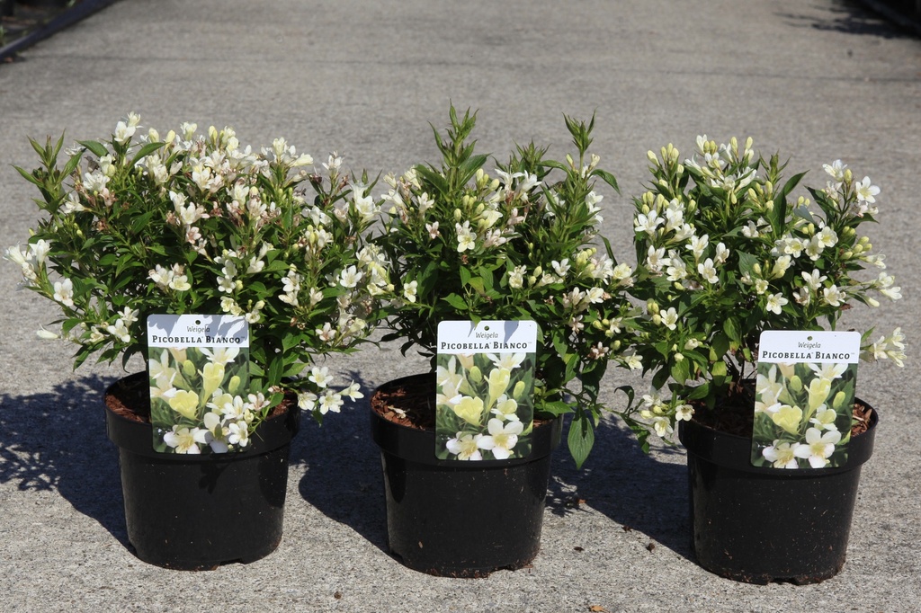 [P] Weigela Picobella® BIANCO (PBR) cont. 3,6L 30-40 cm +f