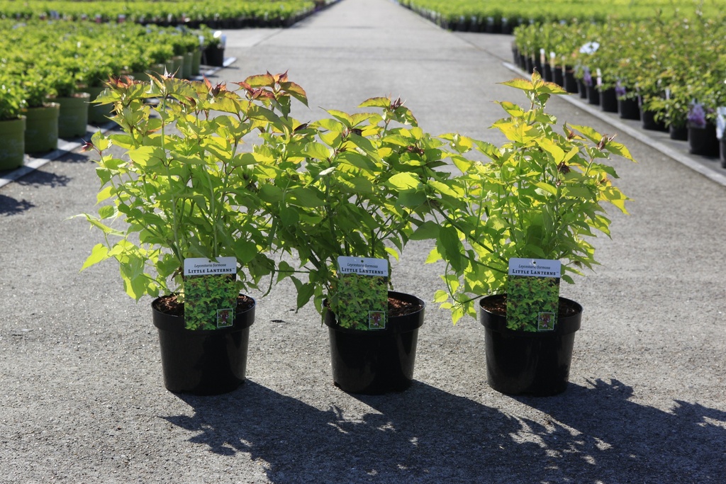 [P] Leycesteria formosa LITTLE LANTERNS (PBR) cont. 3,6L 30-40 cm +ф