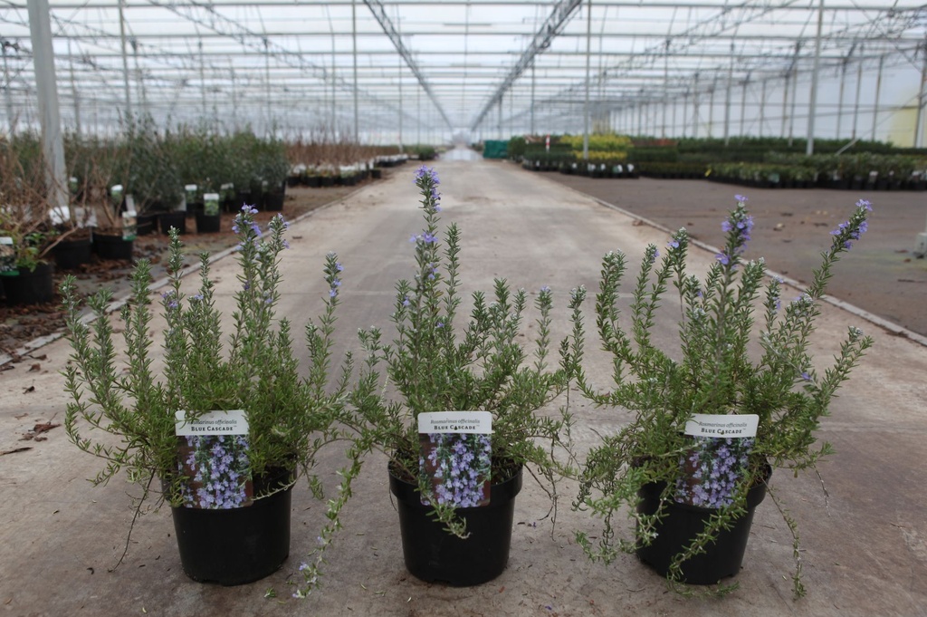 Rosmarinus officinalis BLUE CASCADE (PBR) cont. 3,6L 25-30 cm +ф