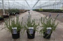 Rosmarinus officinalis BLUE CASCADE (PBR) cont. 3,6L 25-30 cm +f