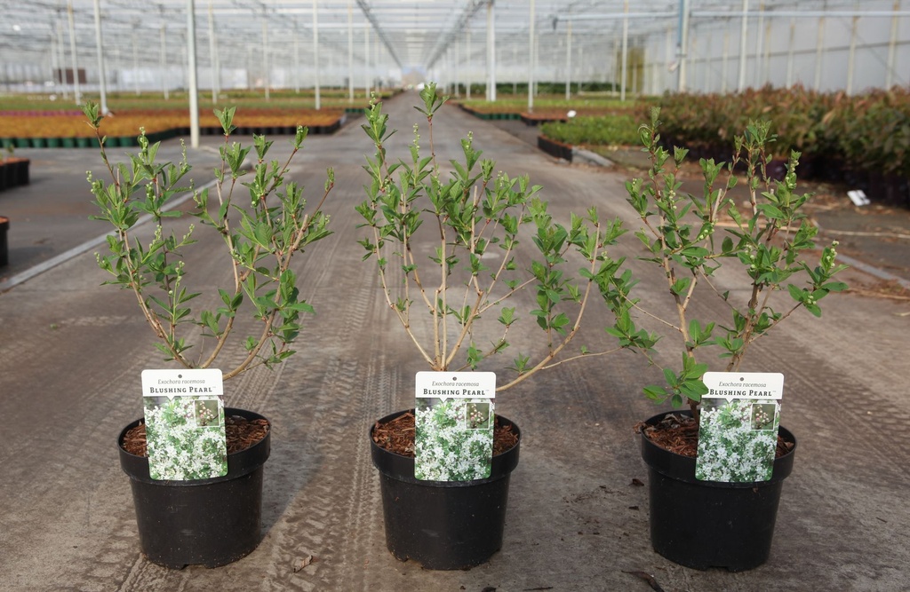 [P] Exochorda racemosa BLUSHING PEARL (PBR) cont. 3,6L 30-40 cm +B