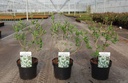 Exochorda racemosa BLUSHING PEARL (PBR) cont. 3,6L 30-40 cm +f