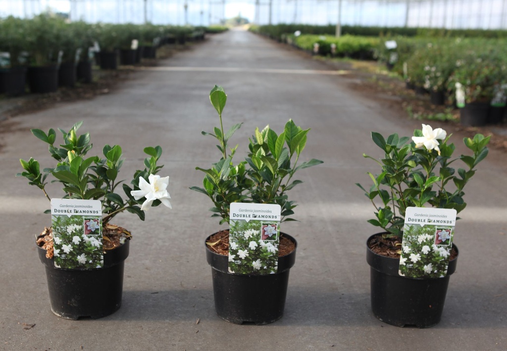 Gardenia jasminoides DOUBLE DIAMONDS (PBR) cont. 3L 25/+ cm +p