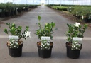 Gardenia jasminoides DOUBLE DIAMONDS (PBR) cont. 3L 25/+ cm +ф