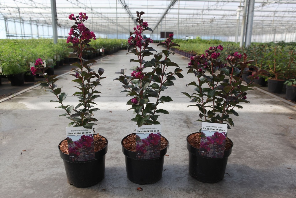 Lagerstroemia indica 'Rhapsody in Blue' cont. 3L 30/+ cm +p