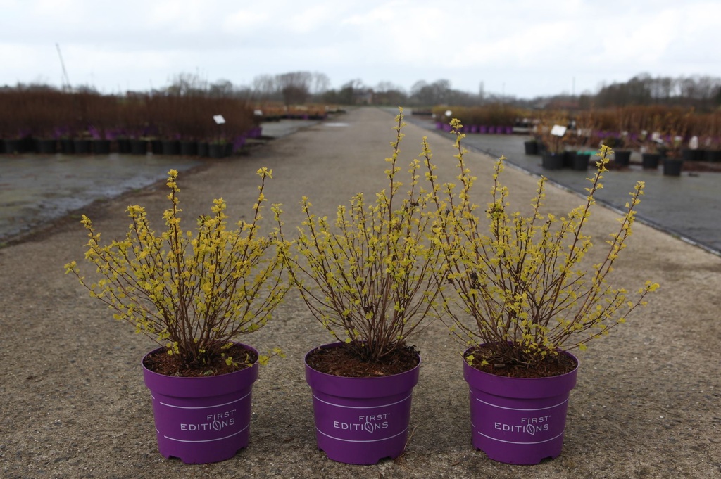 Physocarpus opulifolius First Editions® 'Lucky Devil' (PBR) cont. 3,6L deco 40-50 cm +p