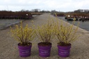 Physocarpus opulifolius First Editions® 'Lucky Devil' (PBR) cont. 3,6L deco 40-50 cm +p
