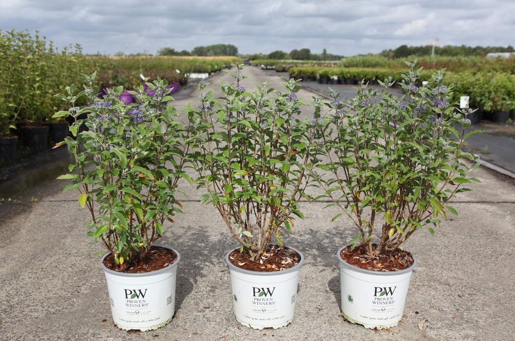 Caryopteris clandonensis Proven Winners® BEYOND MIDNIGHT cont. 3L Proven Winners® 30-40 cm +p
