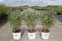 Caryopteris clandonensis Proven Winners® BEYOND MIDNIGHT cont. 3L Proven Winners® 30-40 cm +p