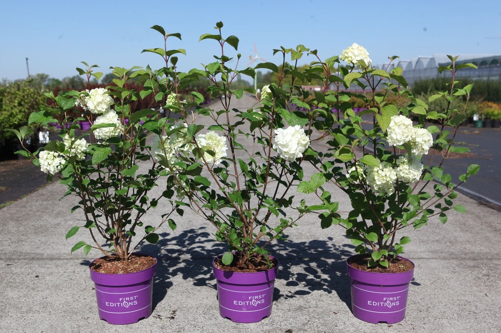 Viburnum plicatum First Editions® OPENING DAY (PBR) cont. 3,6L deco 30-40 cm +B