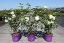 Viburnum plicatum First Editions® OPENING DAY (PBR) cont. 3,6L deco 30-40 cm +p