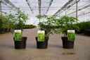 Choisya ternata GREENFINGERS (PBR) Kont. 3L 25-30 cm +B
