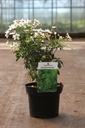 Choisya ternata GREENFINGERS (PBR) cont. 3L 25-30 cm +p