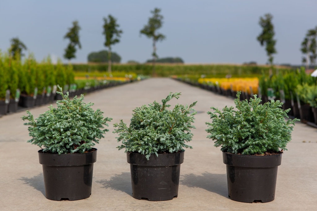 Chamaecyparis pisifera 'Boulevard' cont. 3L 25-30 cm +ф