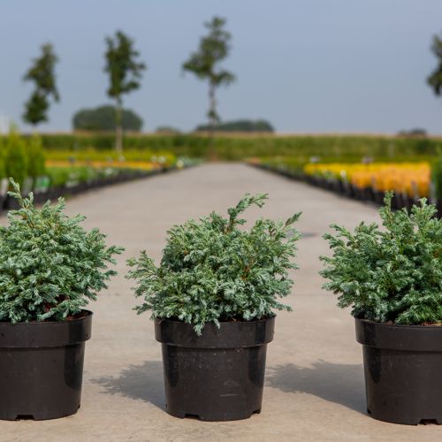 Chamaecyparis pisifera 'Boulevard' cont. 3L 25-30 cm +B