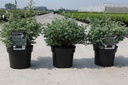 Chamaecyparis pisifera 'Boulevard' cont. 3L 25-30 cm +ф