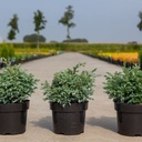 Chamaecyparis pisifera 'Boulevard' cont. 3L 25-30 cm +ф