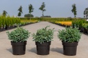 Chamaecyparis pisifera 'Boulevard' cont. 3L 25-30 cm +p