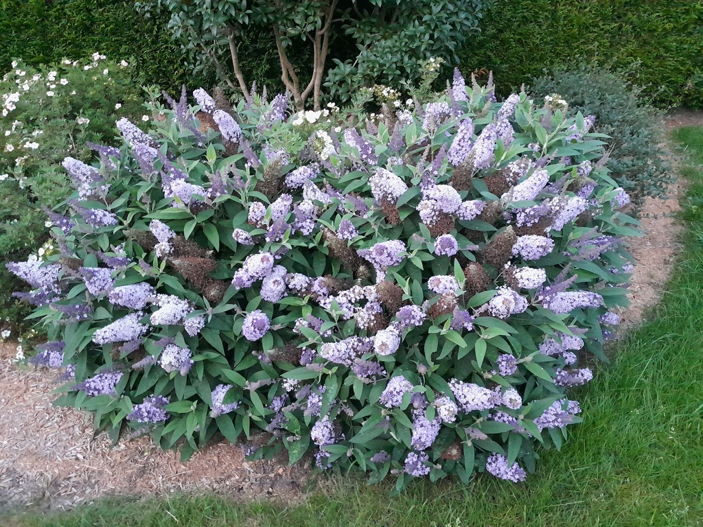 [P] Buddleja davidii Butterfly Candy® LILA SWEETHEART (PBR) cont. 3,6L 30-40 cm +ф
