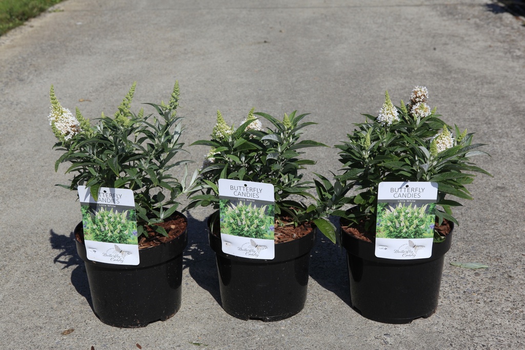 [P] Buddleja davidii Butterfly Candy® 'Little White' (PBR) cont. 3,6L 30-40 cm +B