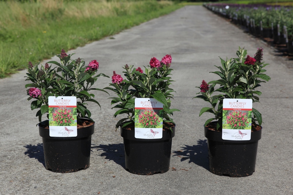 [P] Buddleja davidii Butterfly Candy® LITTLE RUBY (PBR) cont. 3,6L 25-30 cm +p